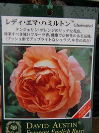 091210_jyumoku_redhiemahamiruton.JPG
