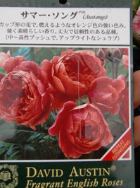 091210_jyumoku_samasongu.JPG