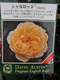 091210_樹木_シャルロット.JPG