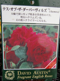 091210_jyumoku_tesuobuzadabaviru.JPG