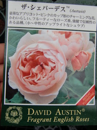 091210_jyumoku_zasyepadesu.JPG