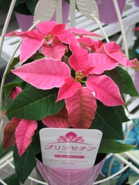 hotpink1.JPG