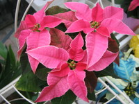 hotpink2.JPG