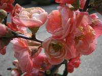 100208_樹木_ボケ2.JPG