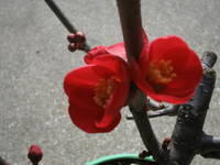 100208_樹木_ボケ3.JPG