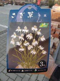 100219_kyukon_sagiso.JPG
