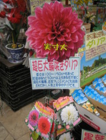 超巨大輪ダリア入荷!!
