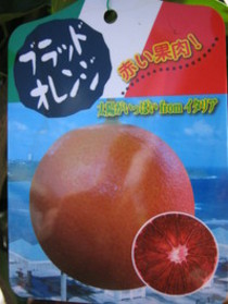 話題の『ブラッドオレンジ』入荷!!