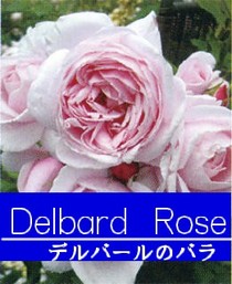 フレンチローズ　デルバールの薔薇