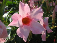 IMG_4881.JPG