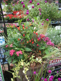 夏の寄せ植え1