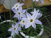 100816_kyukon_hananira2.jpg