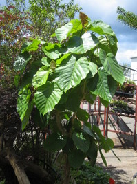 100821_unnberata_dai.JPG