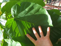 100821_unnberata_ha.JPG