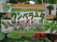 100821_unnberata_pop.JPG
