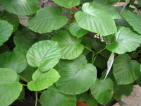 100821_unnberata_syo.JPG
