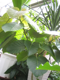 100821_unnberata_tyu.JPG