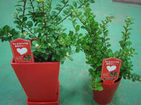 100915_hatibana_heart2.JPG