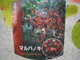 11月オススメ　紅葉がすばらしいマルバノキ！