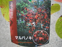 IMG_植木ーマルバノキ2.JPG