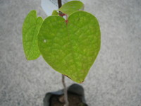 IMG_樹木ーマルバノキ1.JPG