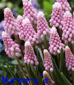 pink.jpg