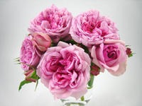 rose.JPG
