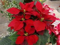 101112_hatihana_poin1.JPG