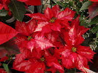 101112_hatihana_poin2.JPG