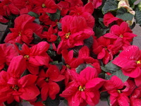 101112_hatihana_poin3.JPG