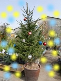 クリスマスツリーに!モミノキ♪