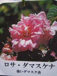 damask.JPG