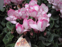 IMG_5770.JPG