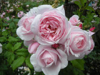 110420_naema_resize.jpg