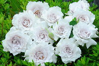 110420_ueki_gaburier.jpg