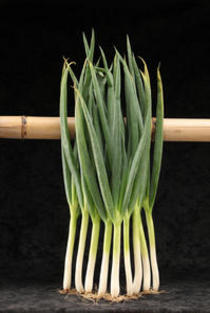 ナーセリーズのオススメ野菜苗