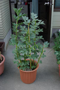 soramame1.JPG