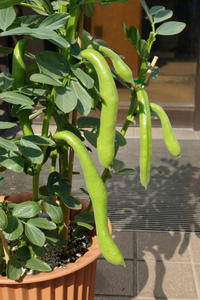soramame2.JPG
