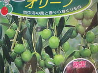 IMG_オリーブ1.JPG