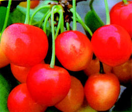 cherrysaori.jpg
