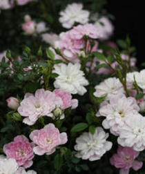 5月おすすめLandscape Rose『プリンセスピーチ』