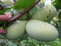 20121029popo-mi.JPG
