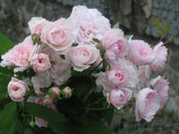 hanamikouji20121014.JPG