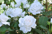 ドリュ Dorieux imagine la rose