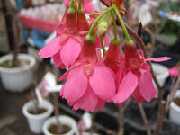 20130206-さくら1.JPG