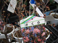 20130206-さくら2.JPG