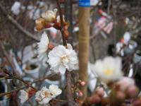 20130206-さくら3.JPG