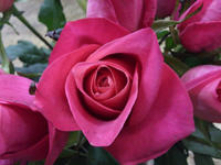 20130206seikapinnku.JPG