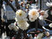 2月のオススメ『花梅』