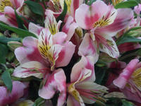 20130313seika.jpg